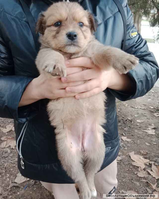 Ищем ответственных хозяев для малышей