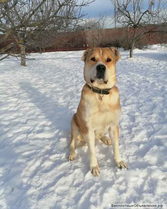 Среднеазиатская овчарка Мира в добрые руки