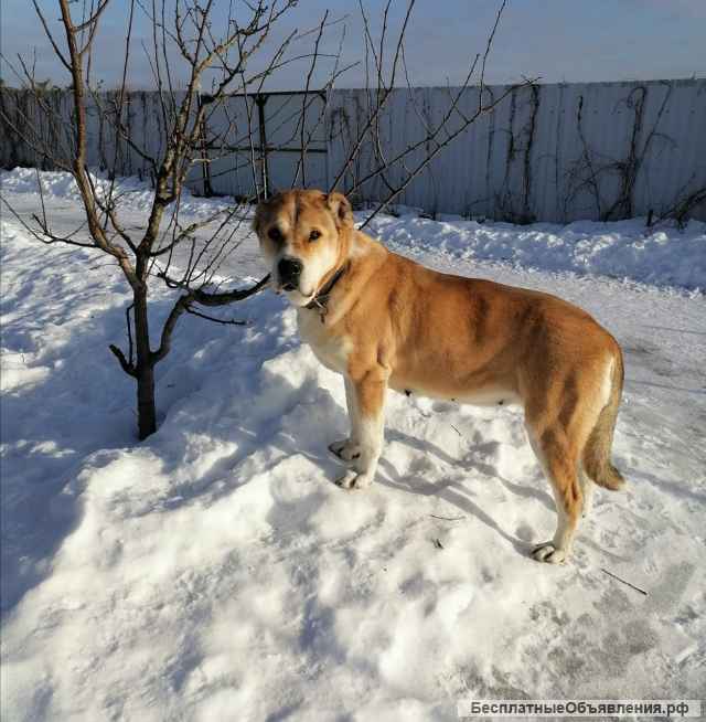 Среднеазиатская овчарка Мира в добрые руки