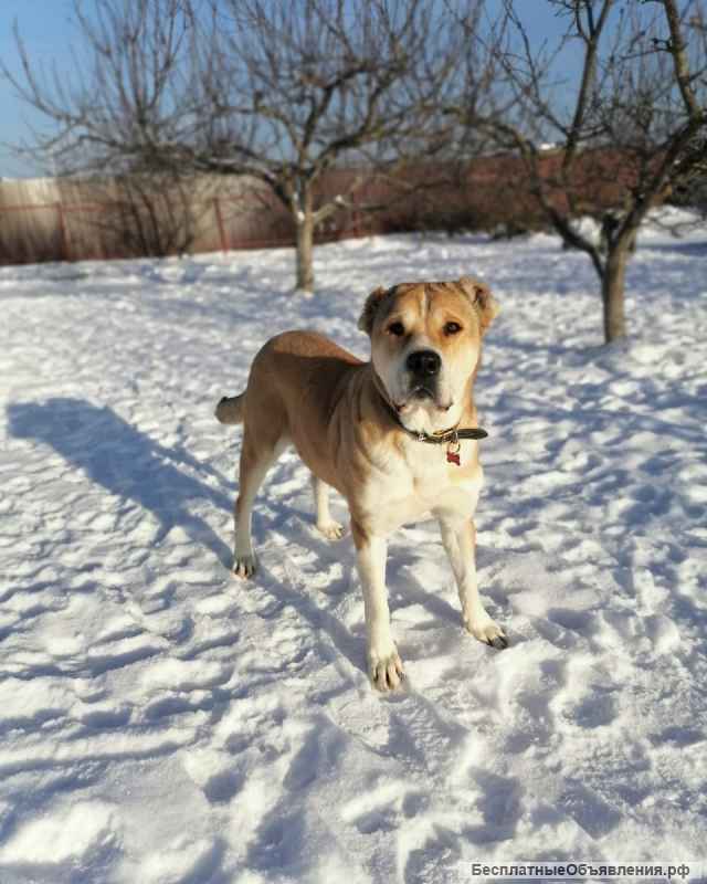 Среднеазиатская овчарка Мира в добрые руки