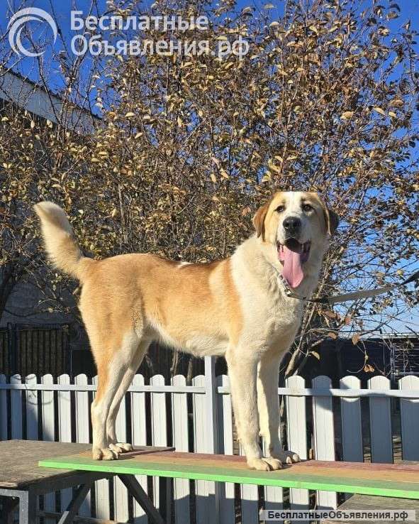 Малыш Зефир ищет дом