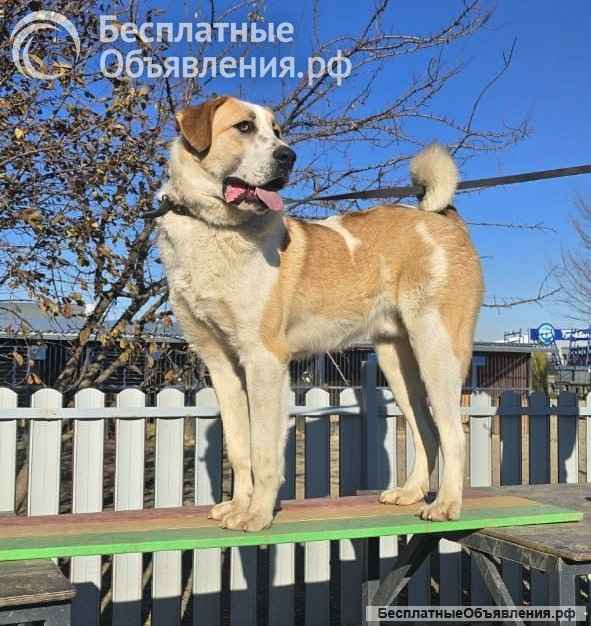 Малыш Зефир ищет дом