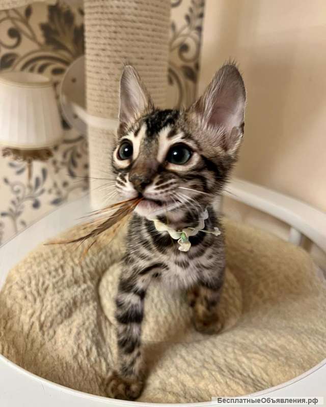 Бенгальский котенок