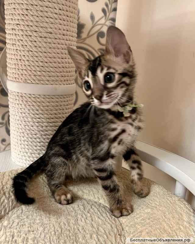 Бенгальский котенок