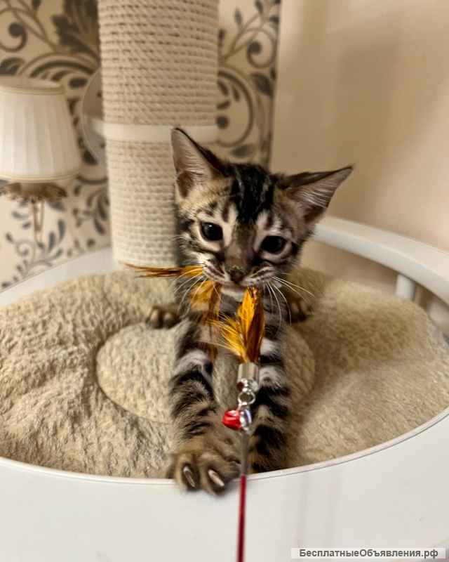 Бенгальский котенок