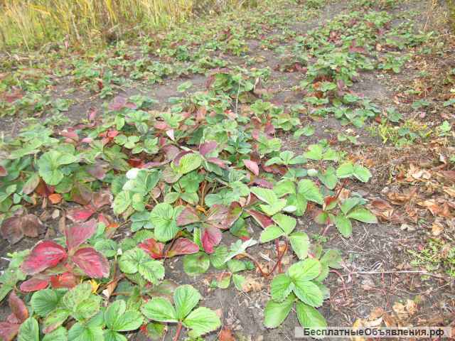Земельный участок СНТ Надежда
