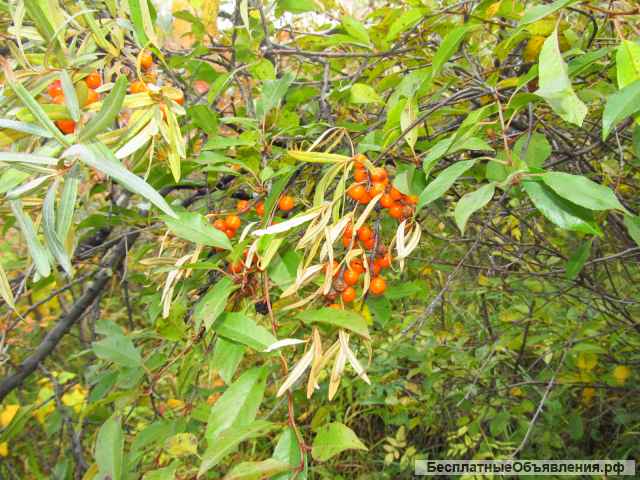 Земельный участок СНТ Надежда