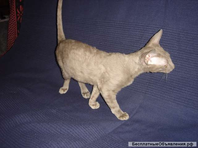 Кудрявые красавицы из питомника