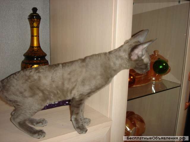 Кудрявые красавицы