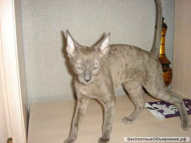 Кудрявые красавицы