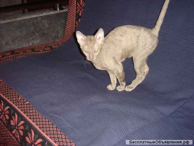 Кудрявые красавицы