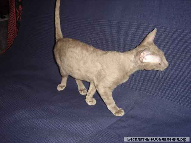 Кудрявые красавицы