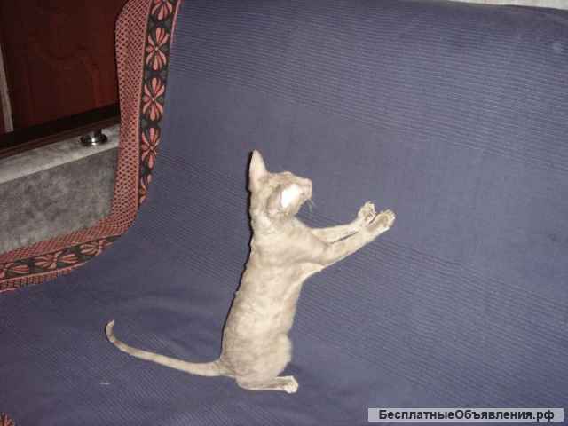 Кудрявые красавицы