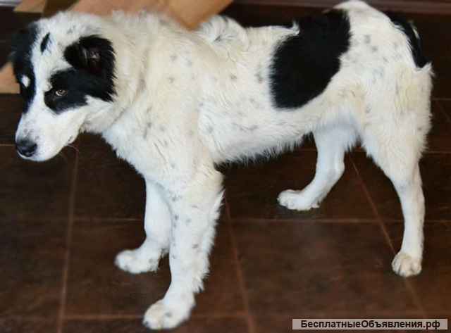 САО(алабай) девочка подрощенная