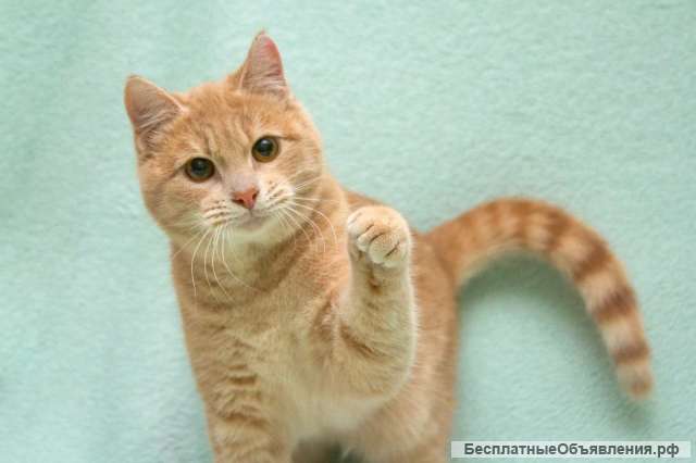 Душевный, уютный и обаятельный котик Филя