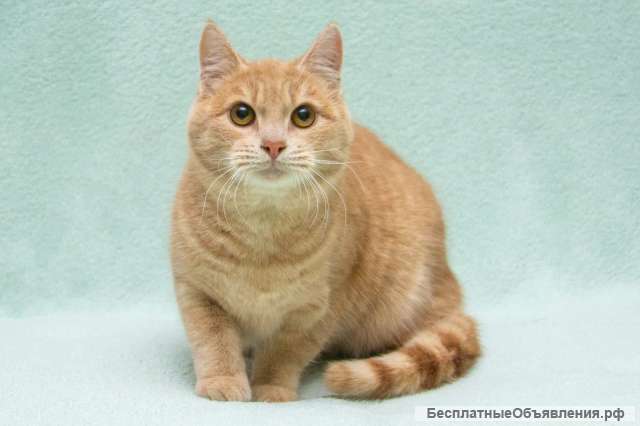 Душевный, уютный и обаятельный котик Филя