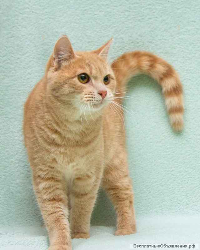 Душевный, уютный и обаятельный котик Филя