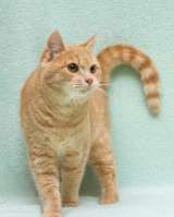 Душевный, уютный и обаятельный котик Филя