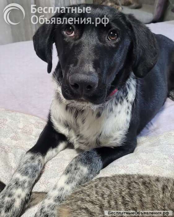 Красавица Фортуна ищет дом