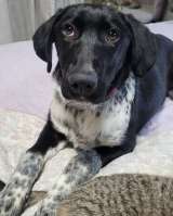 Красавица Фортуна ищет дом