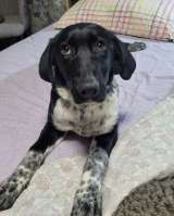 Красавица Фортуна ищет дом