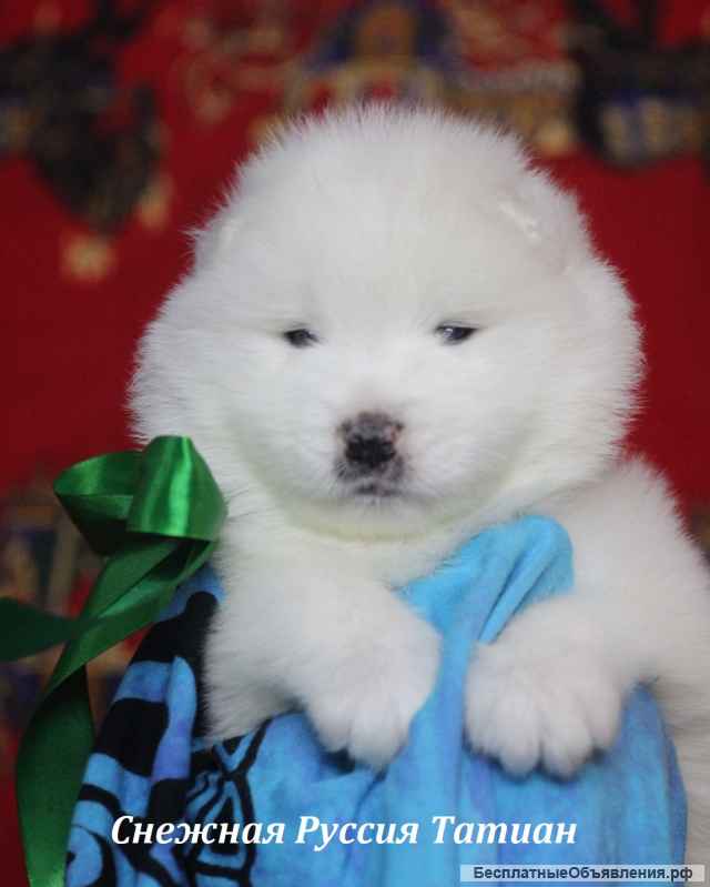 Cамоед щенки. Медвежий тип (тяжелый костяк)