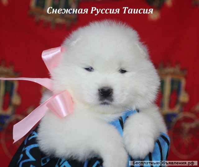 Cамоед щенки. Медвежий тип (тяжелый костяк)