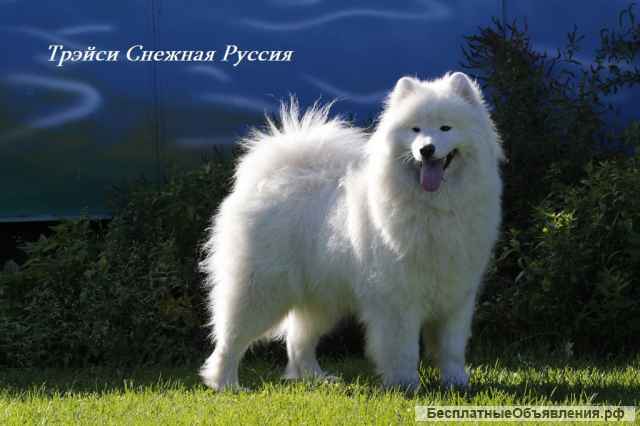 Cамоед щенки. Медвежий тип (тяжелый костяк)