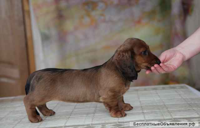 Такса длинношерстная стандартная