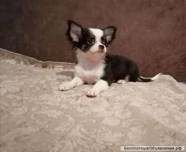 Щенки чихуахуа