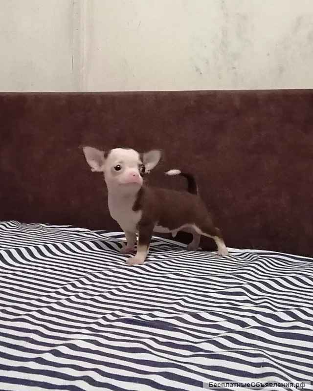 Щенки чихуахуа