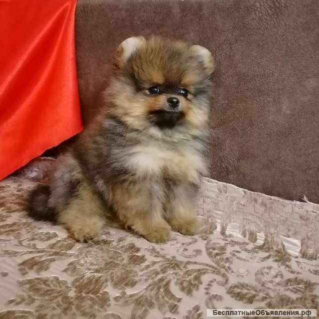 Шпиц померанский - щенки