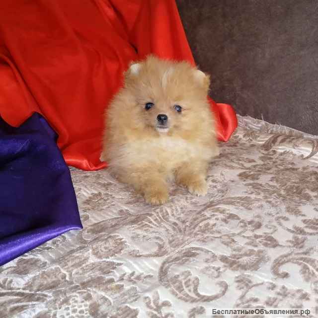 Шпиц померанский - щенки