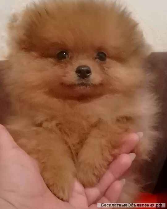 Шпиц померанский - щенки