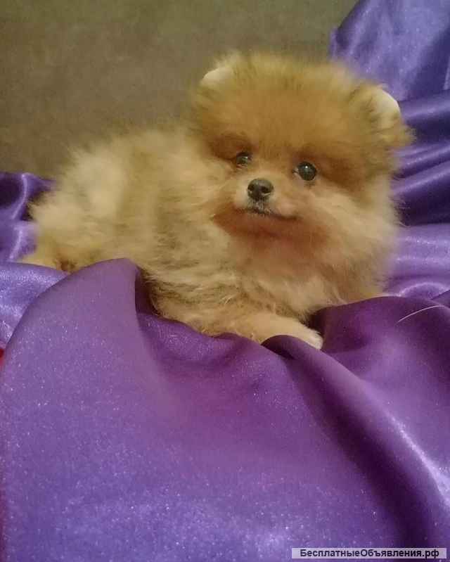 Шпиц померанский - щенки