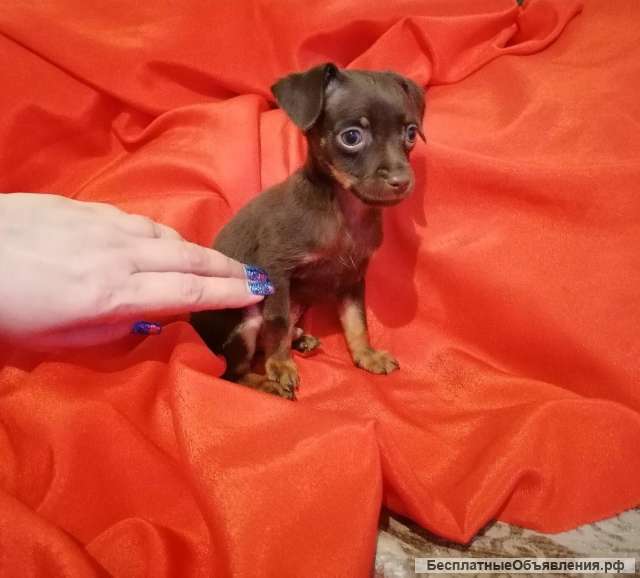 Щенки русского тоя (той терьера)