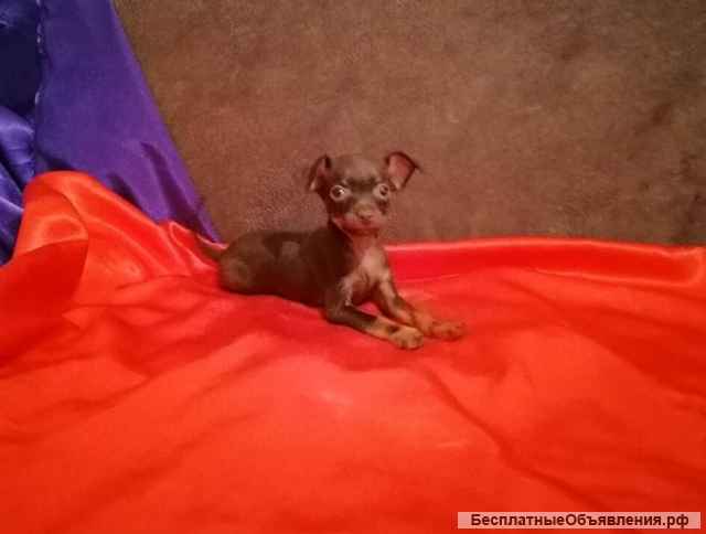 Щенки русского тоя (той терьера)