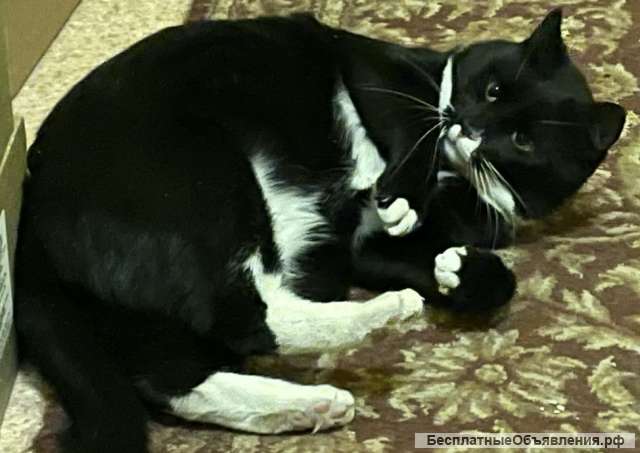 Котик Маркиз