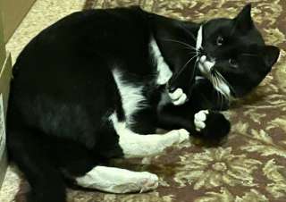 Котик Маркиз