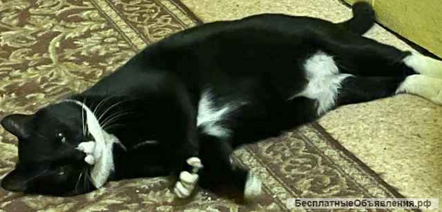Котик Маркиз