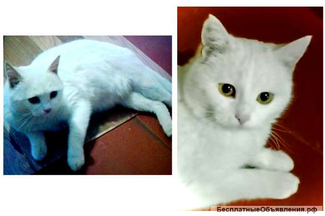 Кошка Мила в дар