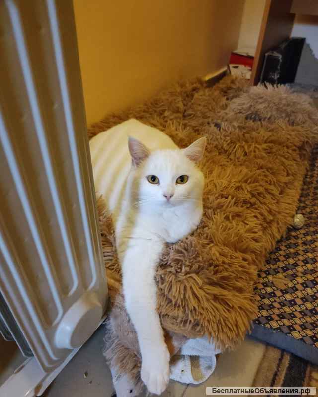 Кошка Мила в дар