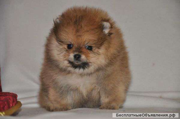Померанцы щенки