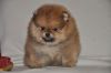 Померанцы щенки
