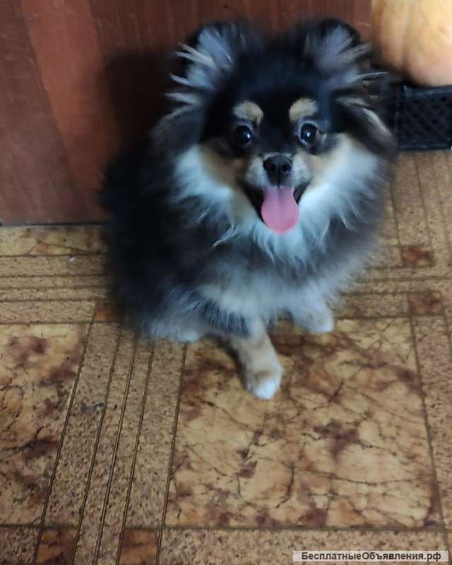 Подрощенные девочки карликового шпица