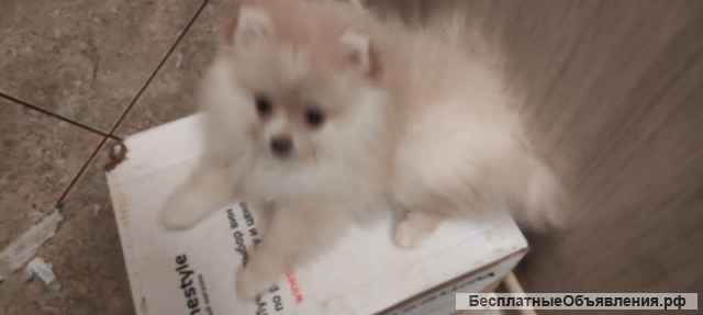 Подрощенные девочки карликового шпица