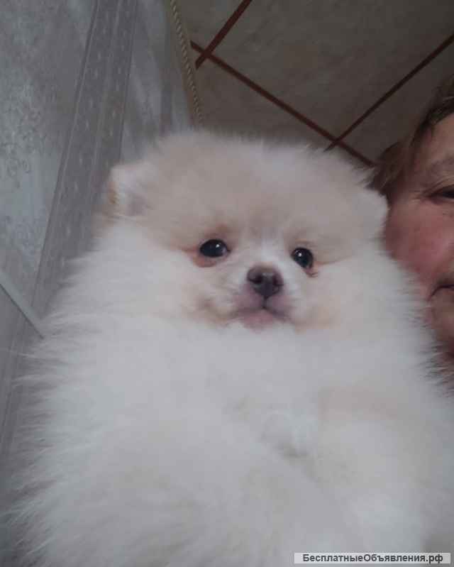 Подрощенные девочки карликового шпица