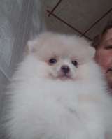 Подрощенные девочки карликового шпица