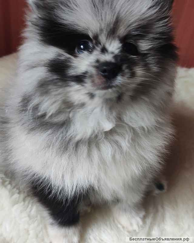 Подрощенные девочки карликового шпица