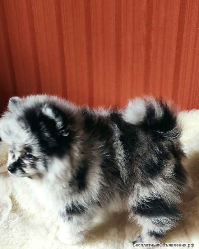 Подрощенные девочки карликового шпица